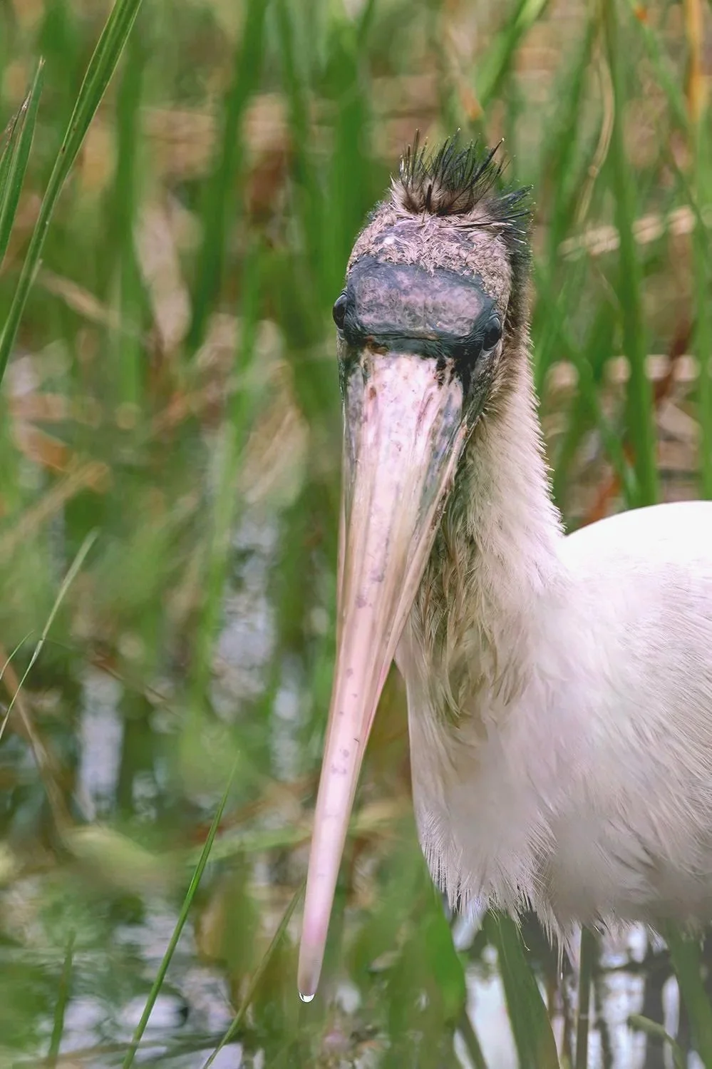 Wood Stork Portrait