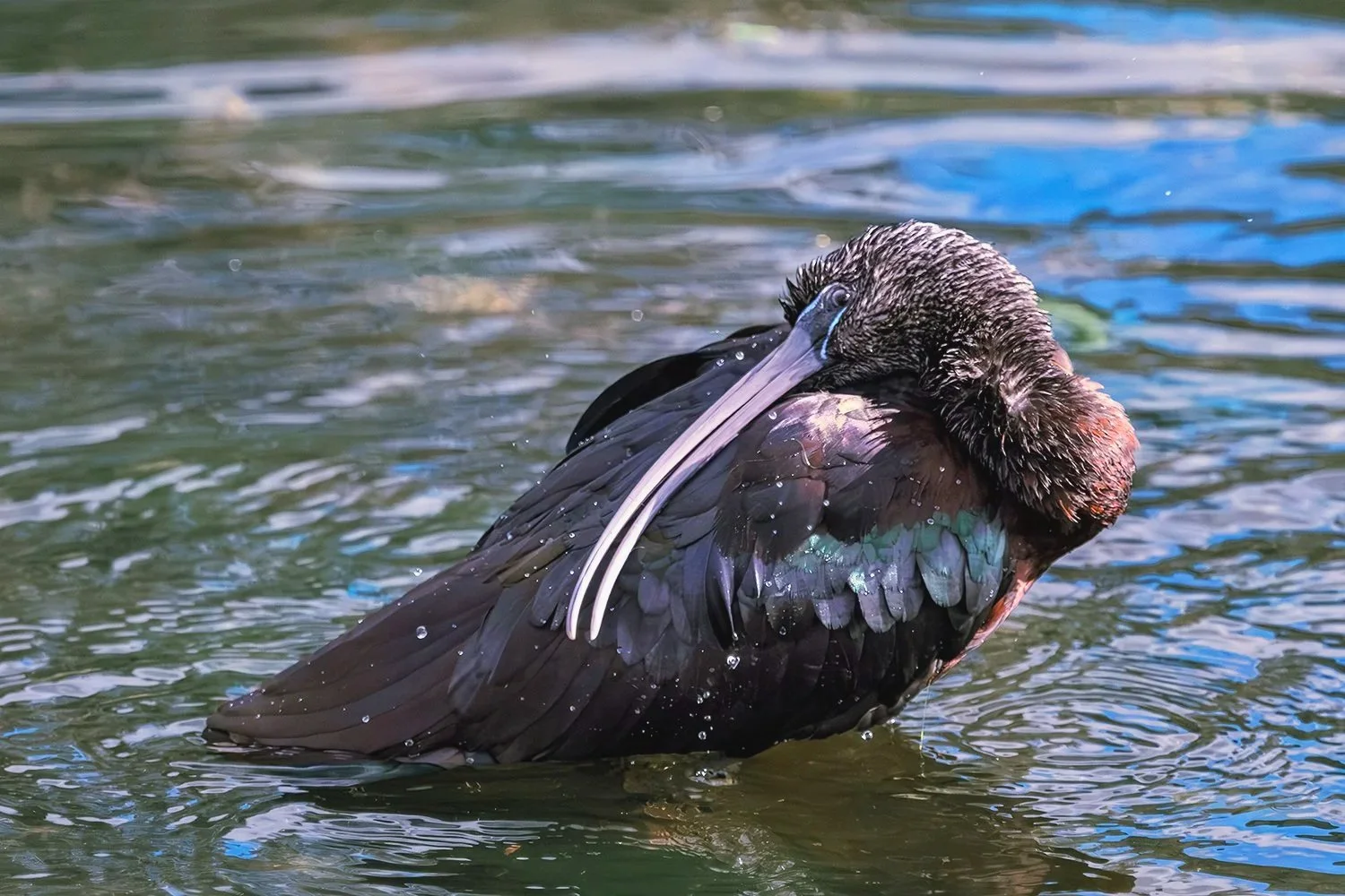 Glossy Ibis Preening Feathers