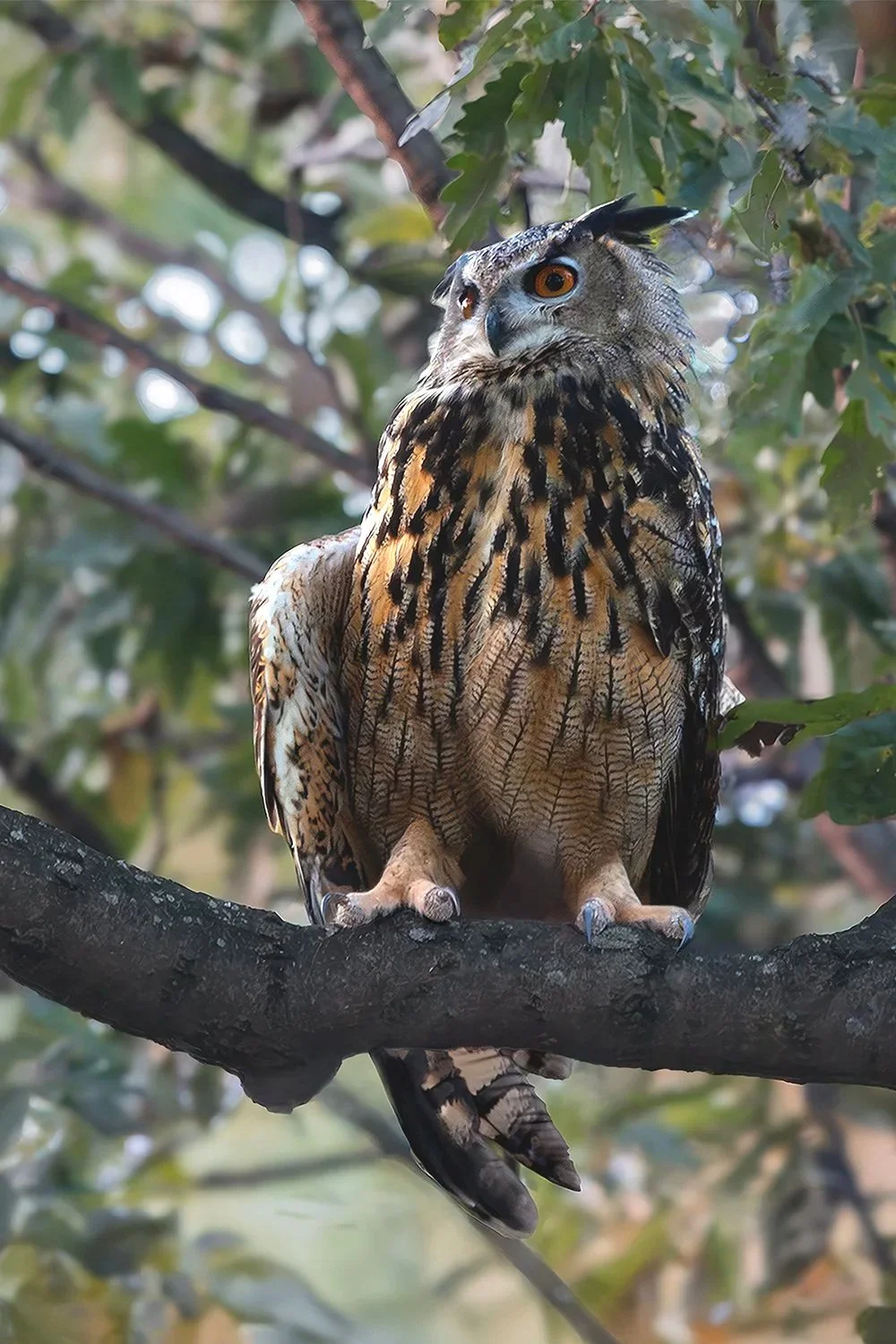 Eurasian Eagle-Owl (Flaco in Central Park)