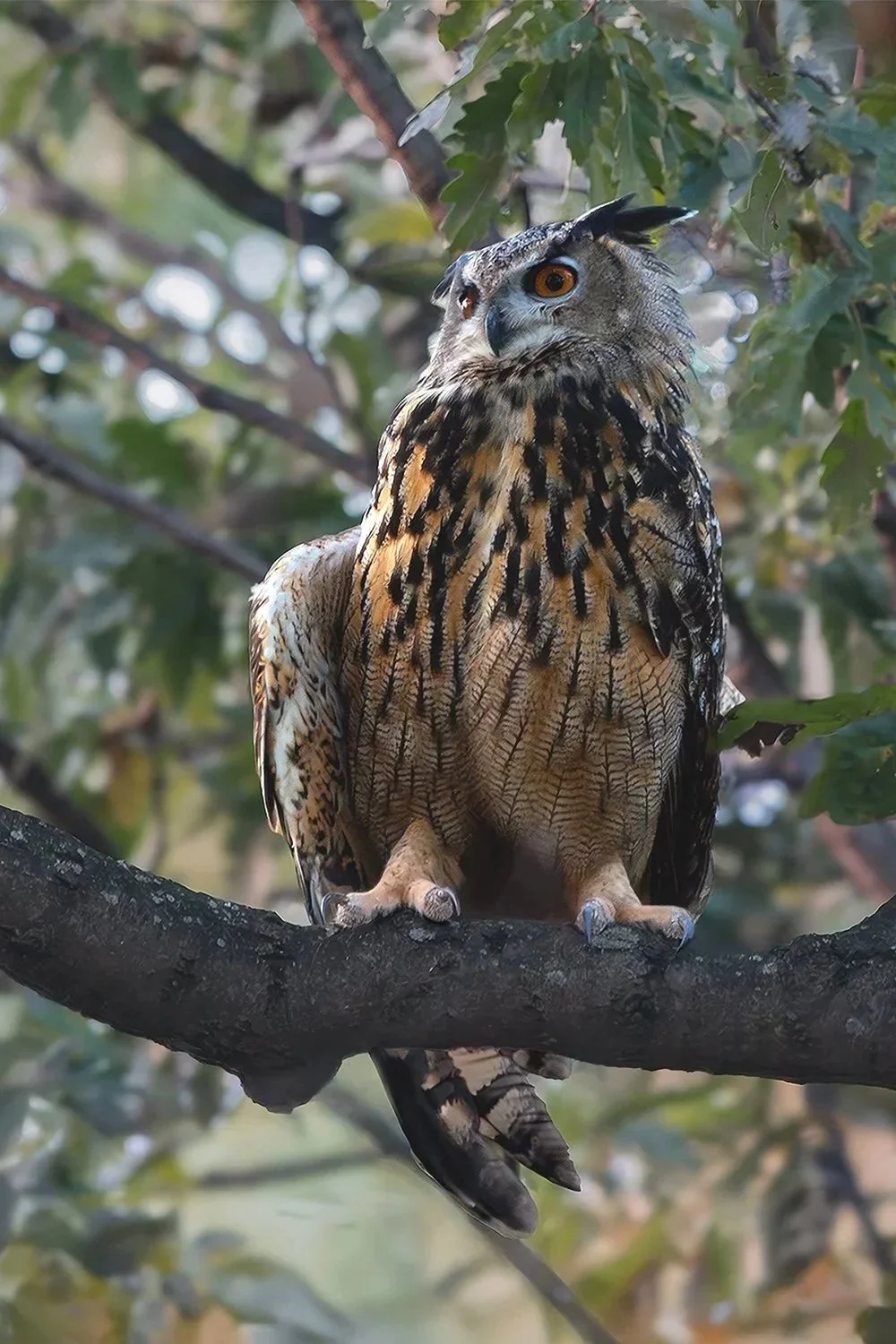 Eurasian Eagle-Owl (Flaco in Central Park)
