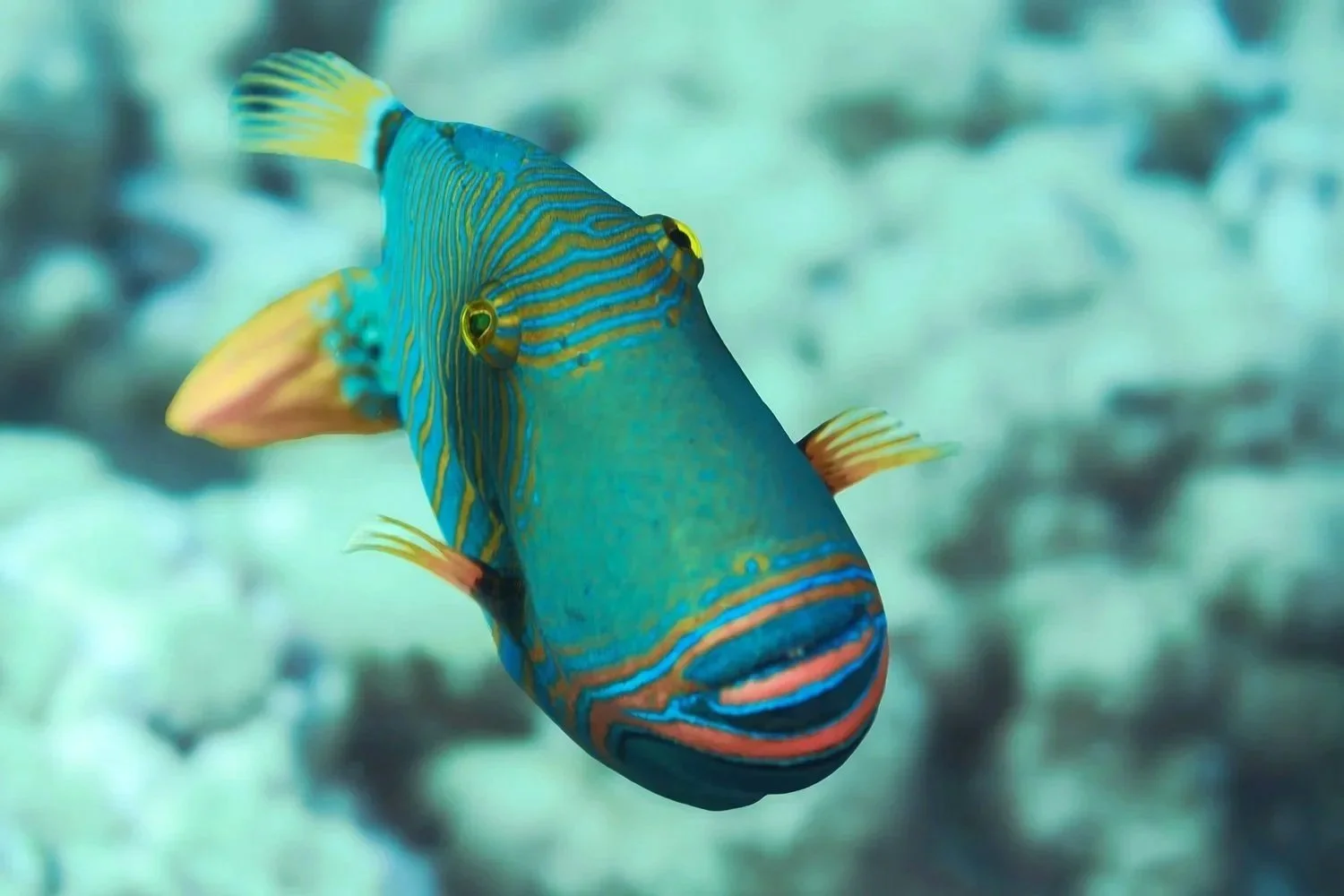 Vermiculated Triggerfish, Baa Atoll, Maldives