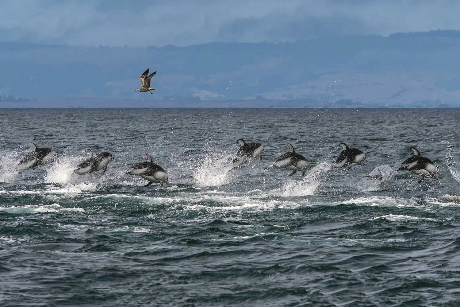 Pacific White-sided Dolphins Fleeing Orcas, Moss Landing, California