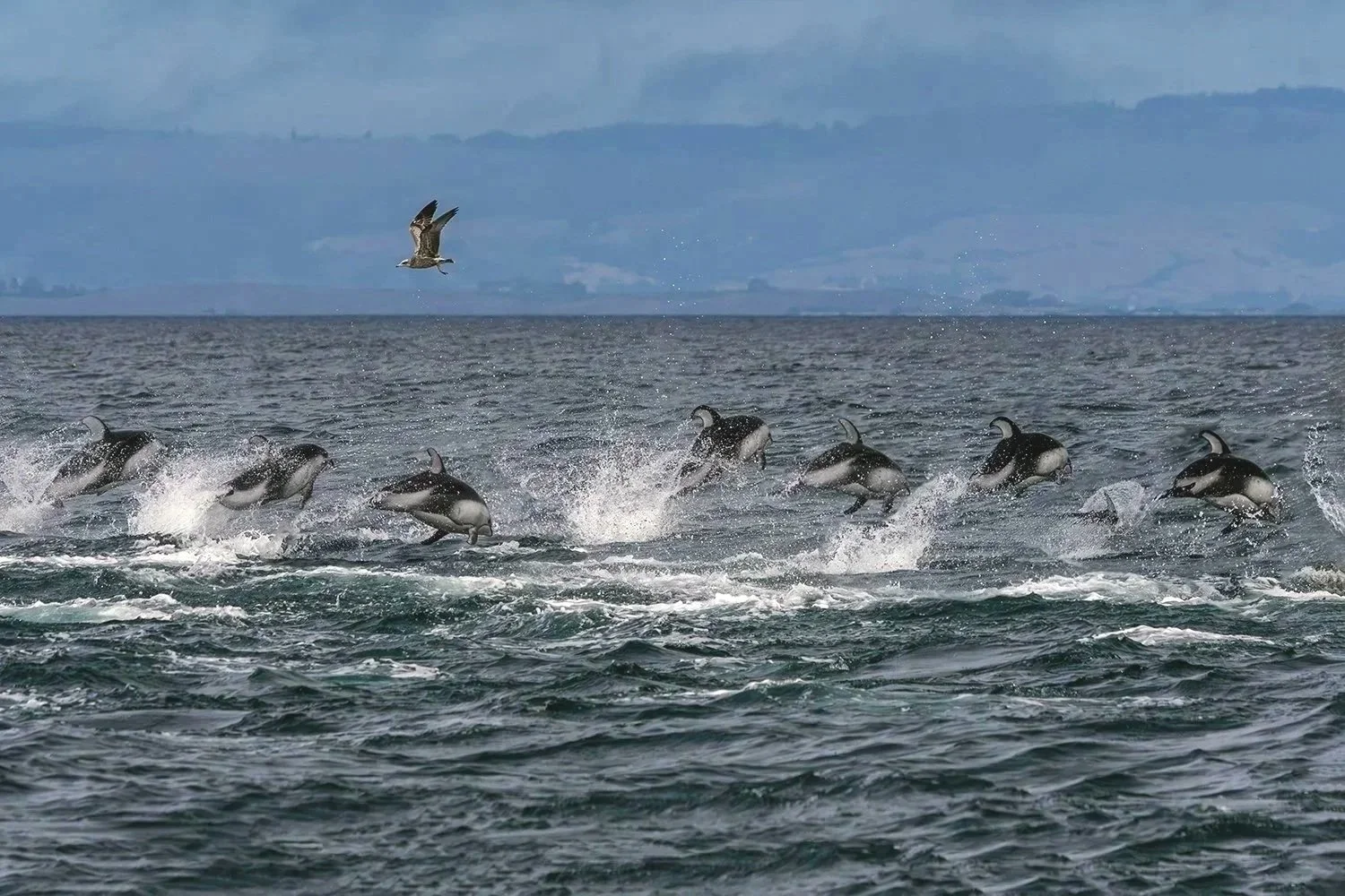 Pacific White-sided Dolphins Fleeing Orcas, Moss Landing, California