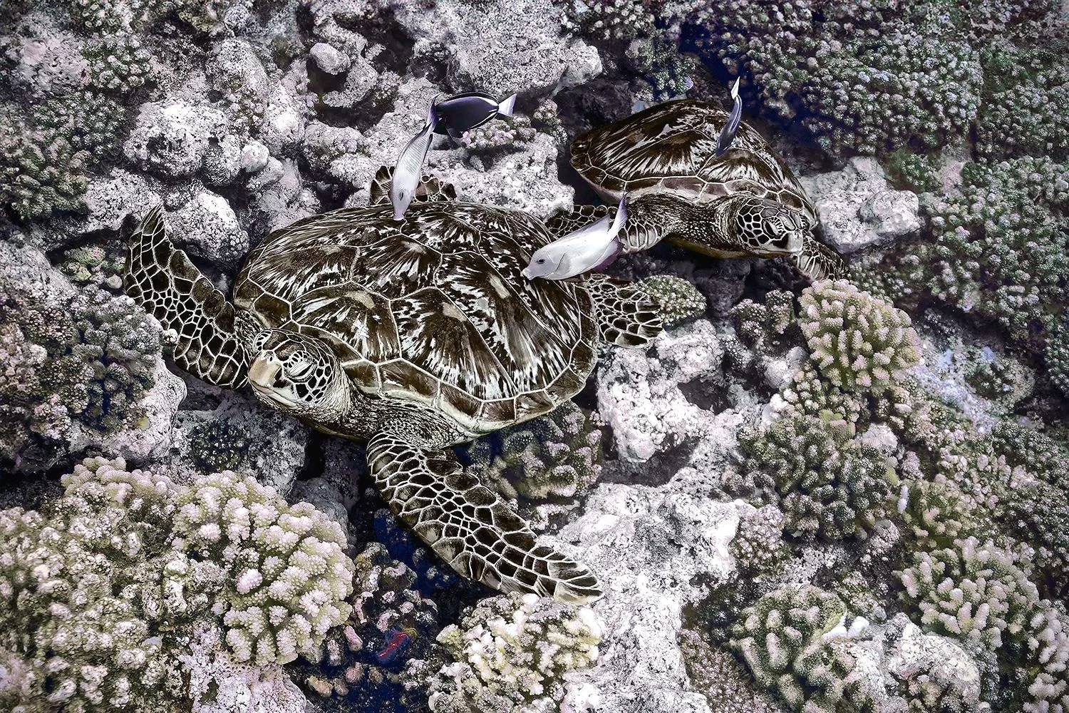 Green Sea Turtles Being Cleaned by Surgeonfish, French Polynesia