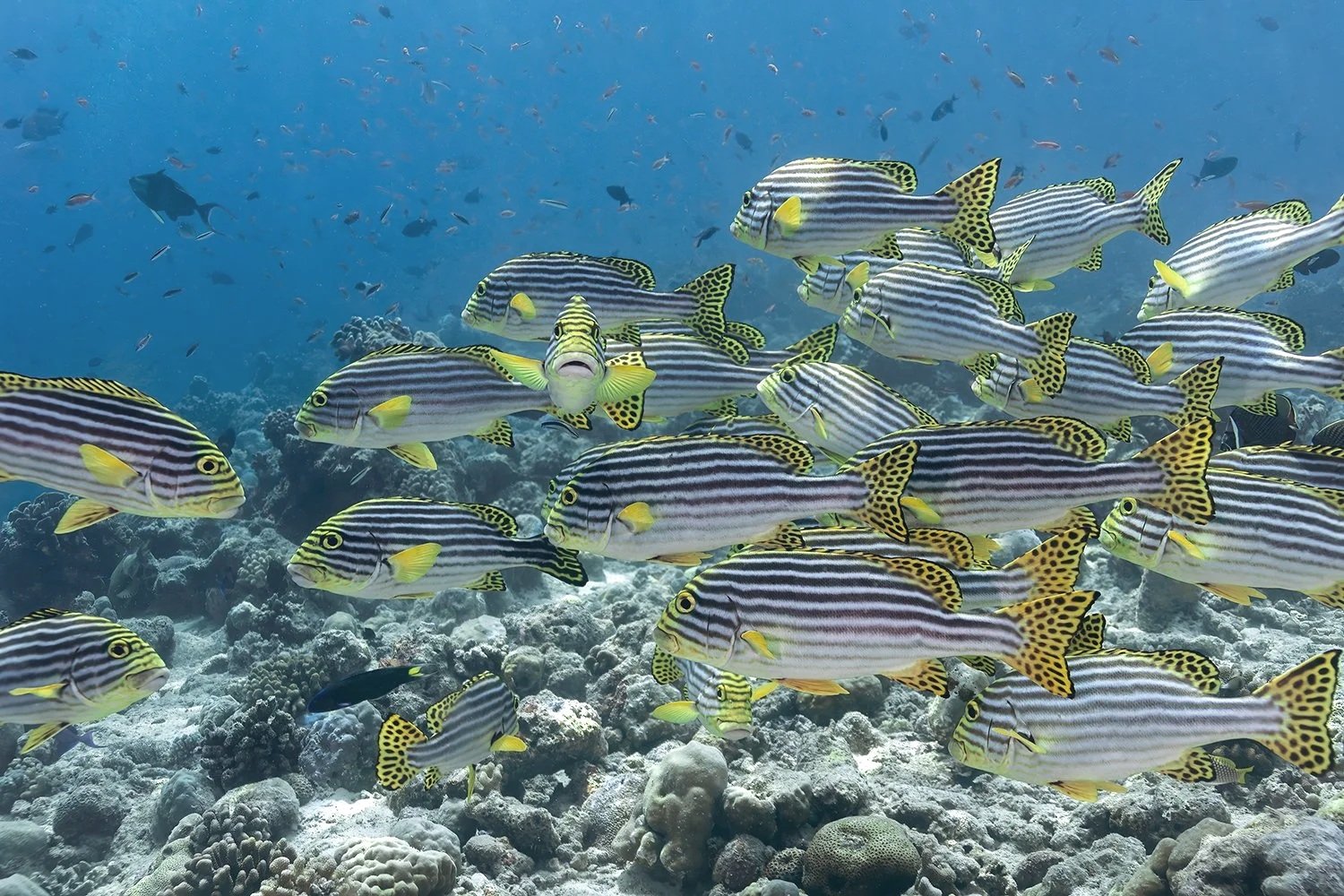 Oriental Sweetlips, Palau