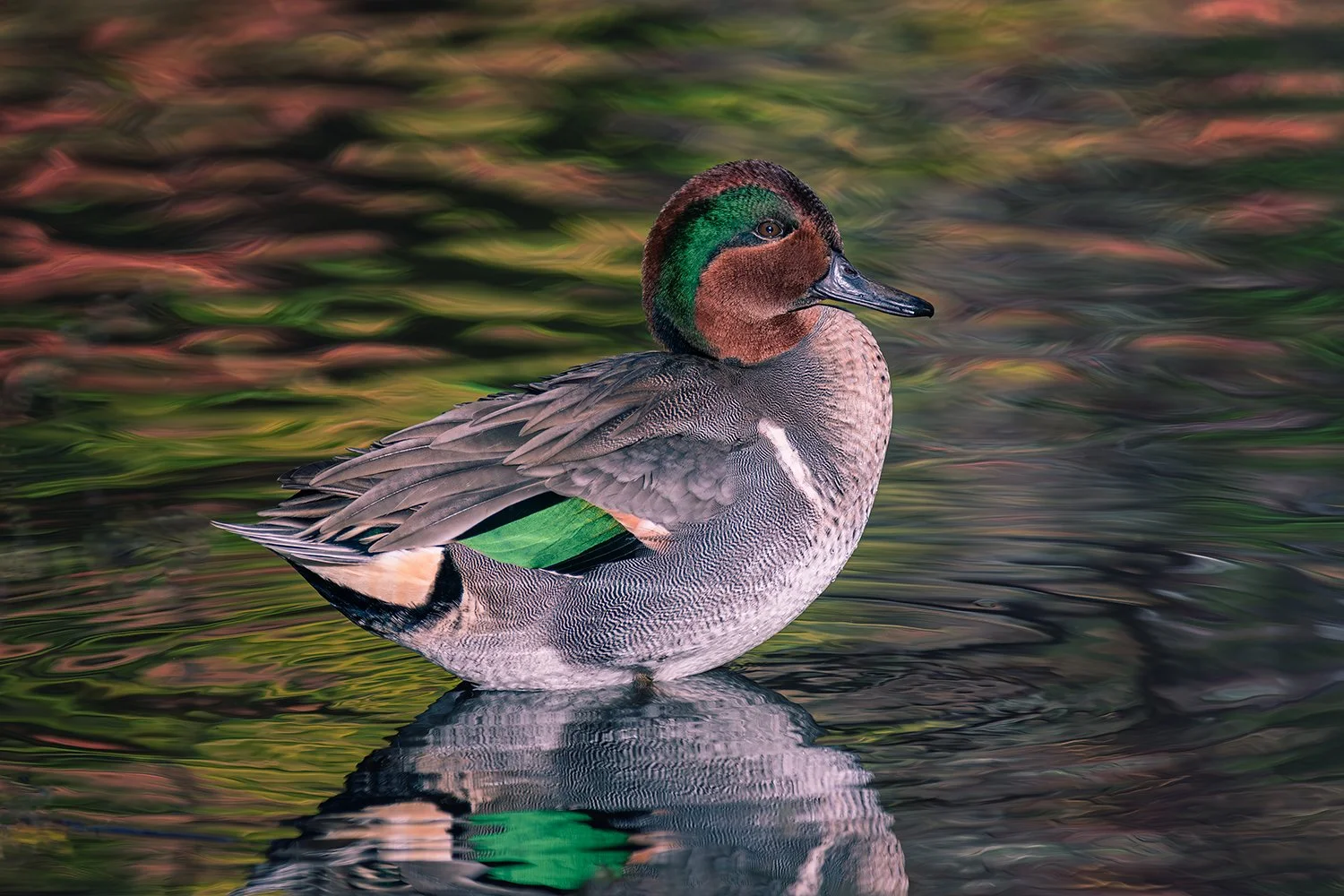 Green-winged Teal Standing in Shallow Water, Central Park, NYC