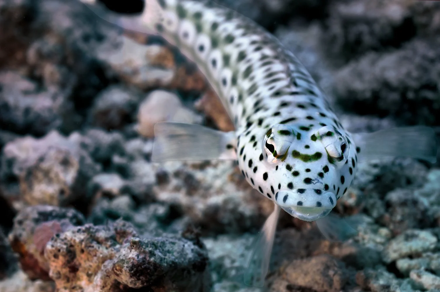 Speckled Sandperch, North Sulawesi, Indonesia