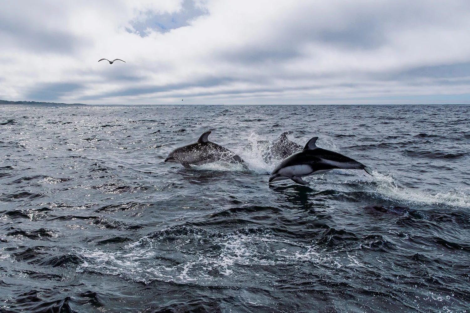 Pacific White-Sided Dolphins, Monterey Bay, California