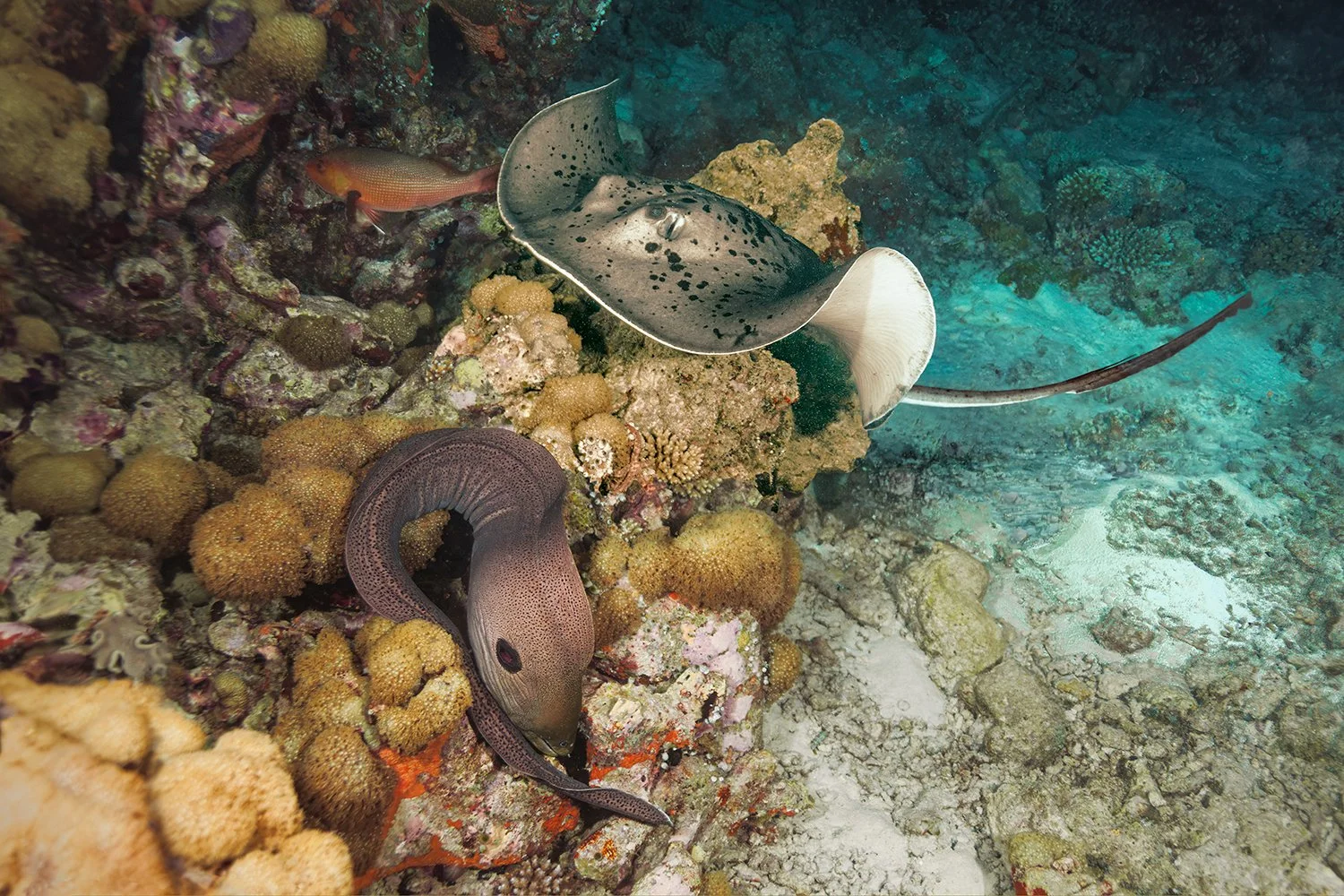 Blotched Fantail Ray and Moray Eel Night Hunting, Maldives