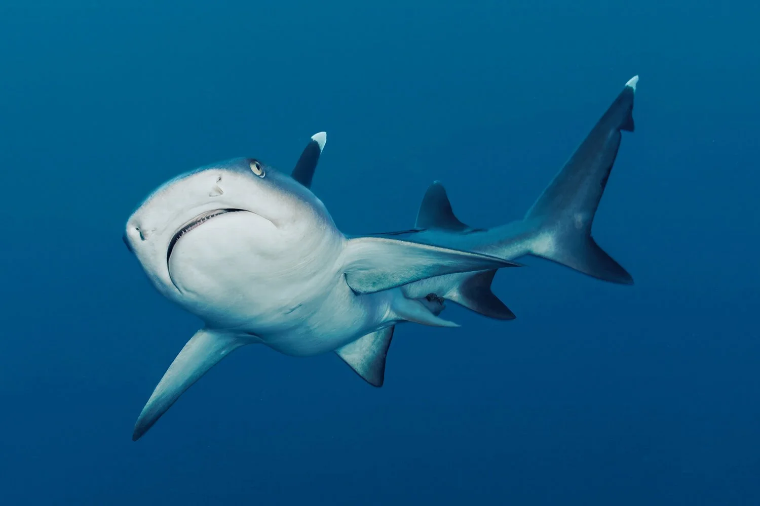 Whitetip Reef Shark, Namena, Fiji.jpg