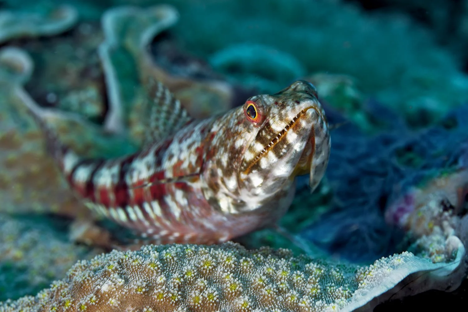 Lizardfish, Solomon Islands