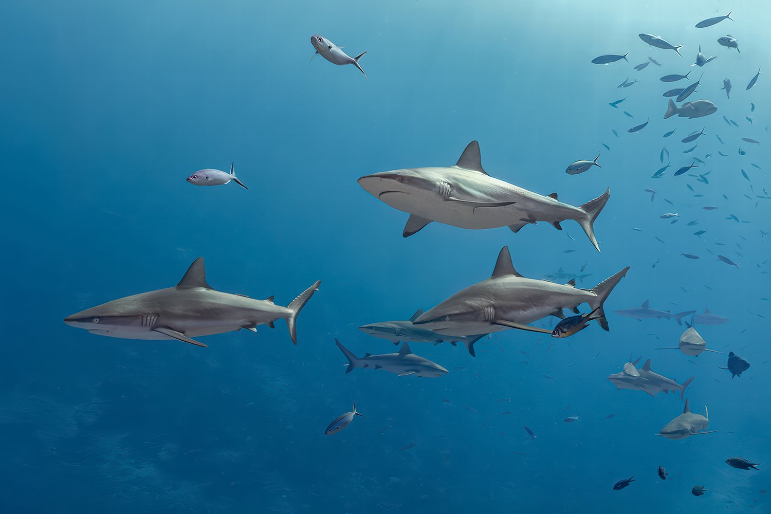 Grey Reef Sharks, Nagali Passage, Fiji