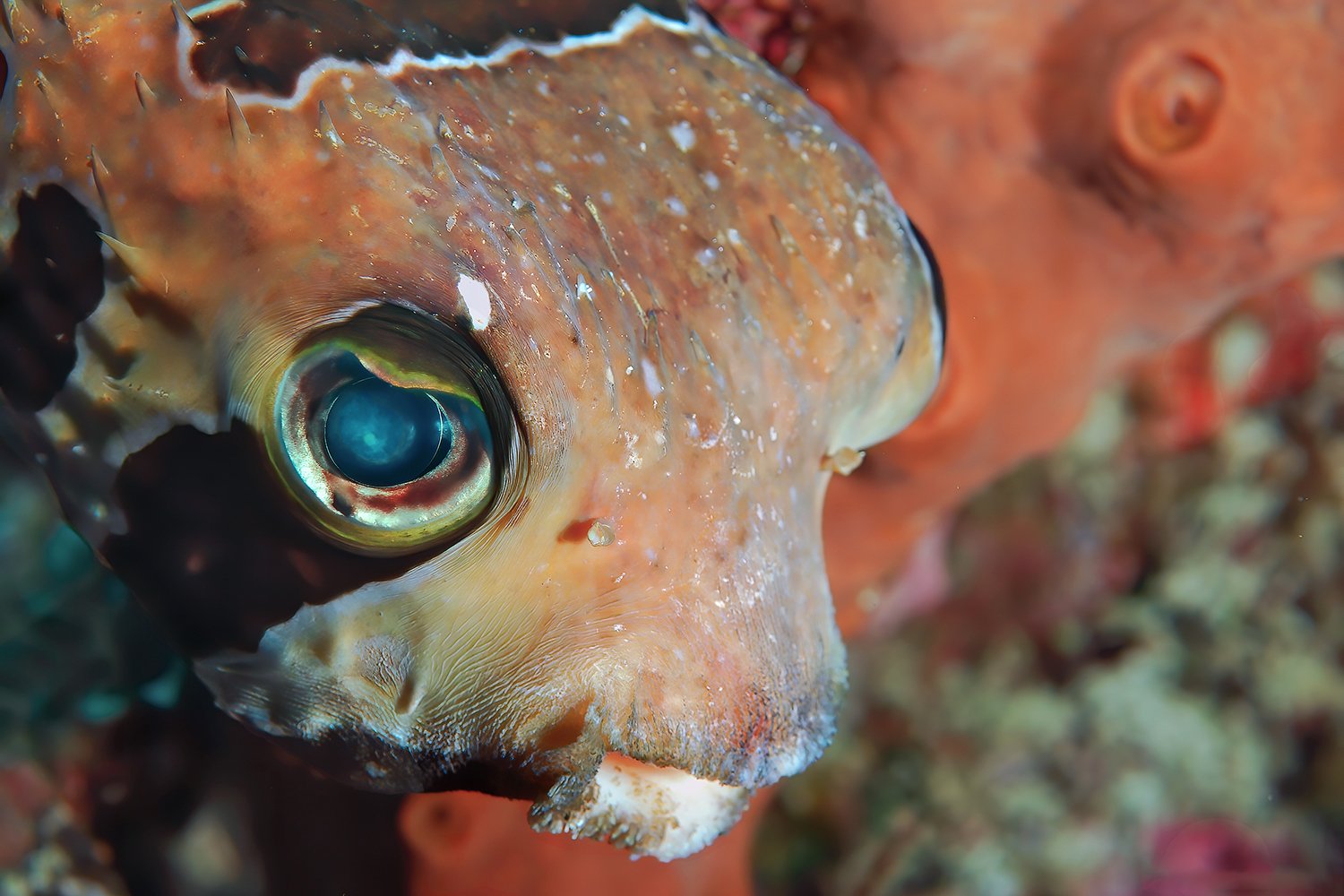 Black-blotched Porcupinefish, Palau