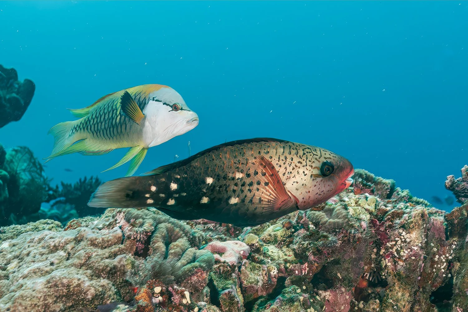Slingjaw Wrasse with Bullethead Parrotfish, Somosomo Strait, Fiji