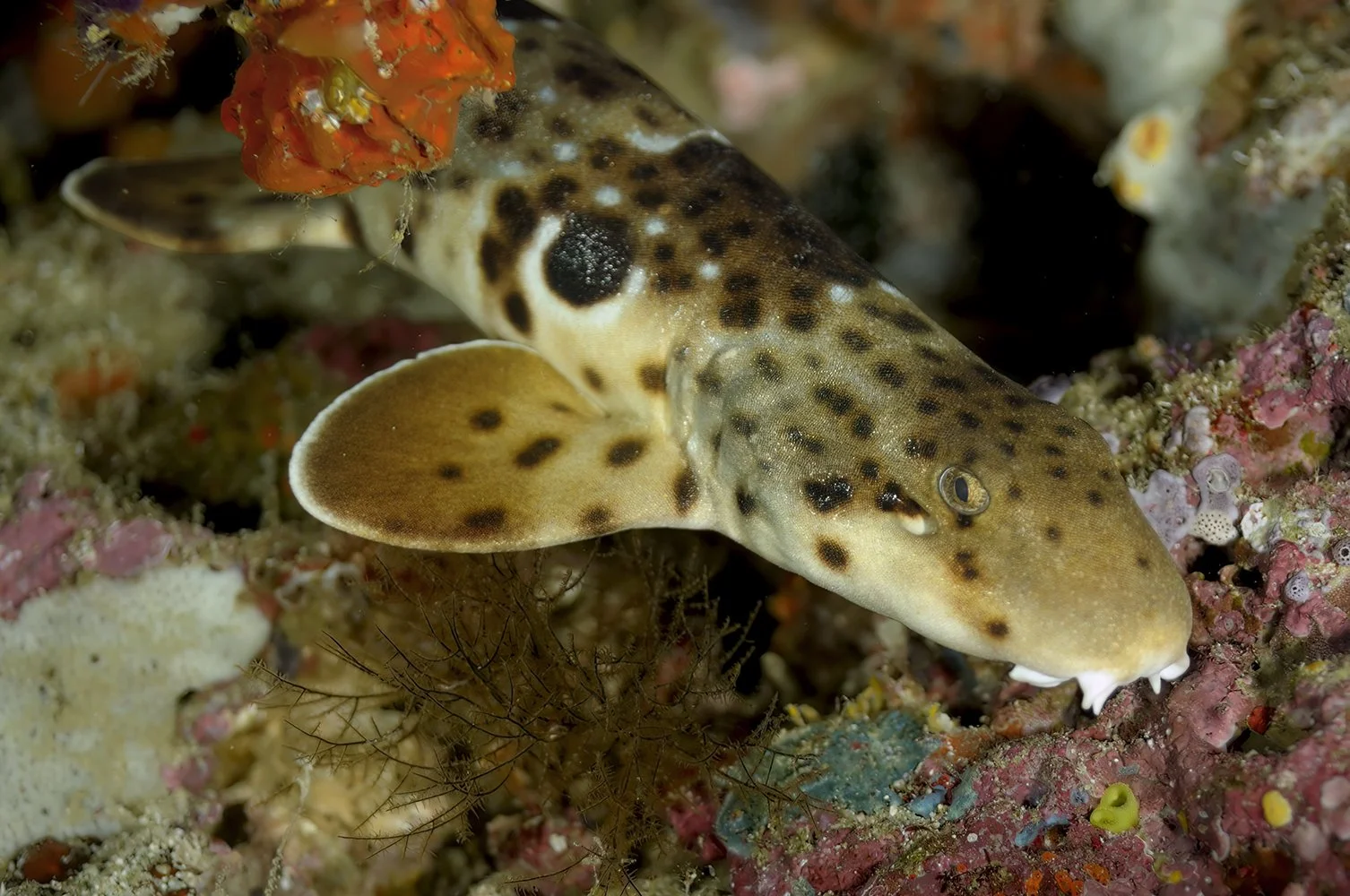 Raja Epaulette Shark, West Papua, Indonesia