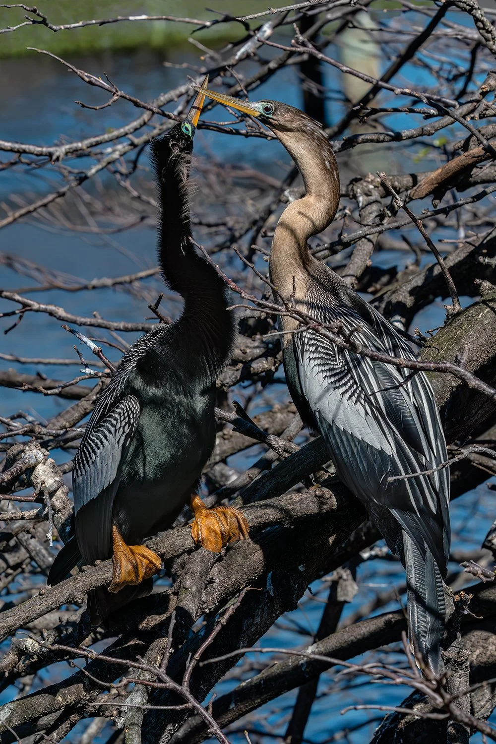 Anhingas Crossing Bills, Wakodahatchee Wetlands, Florida