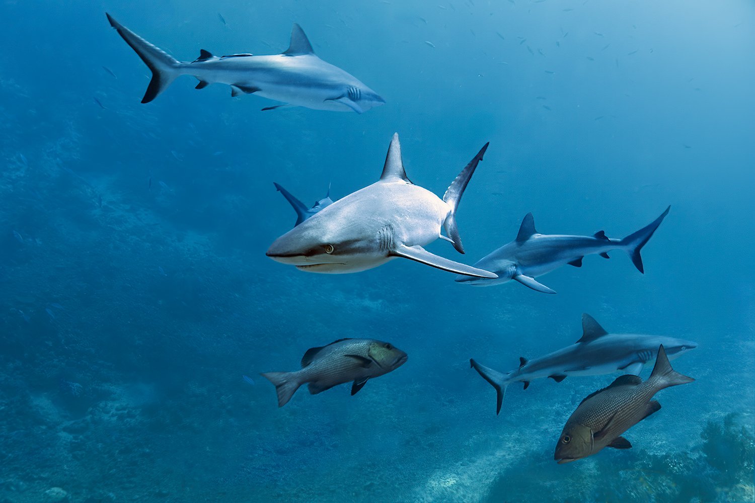 Grey Reef Sharks and Snappers, Nagali Passage, Fiji