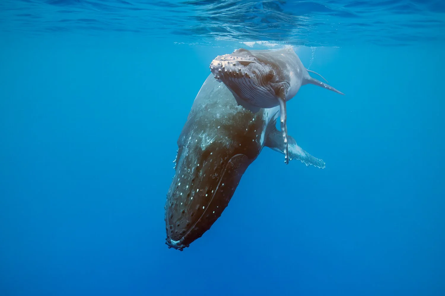 Mother Humpback Whale and her Calf, Tonga