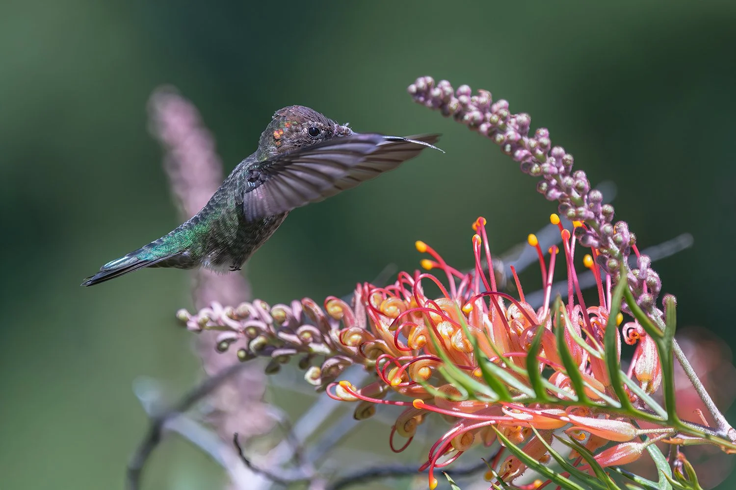 Anna's Hummingbird Extending Tongue