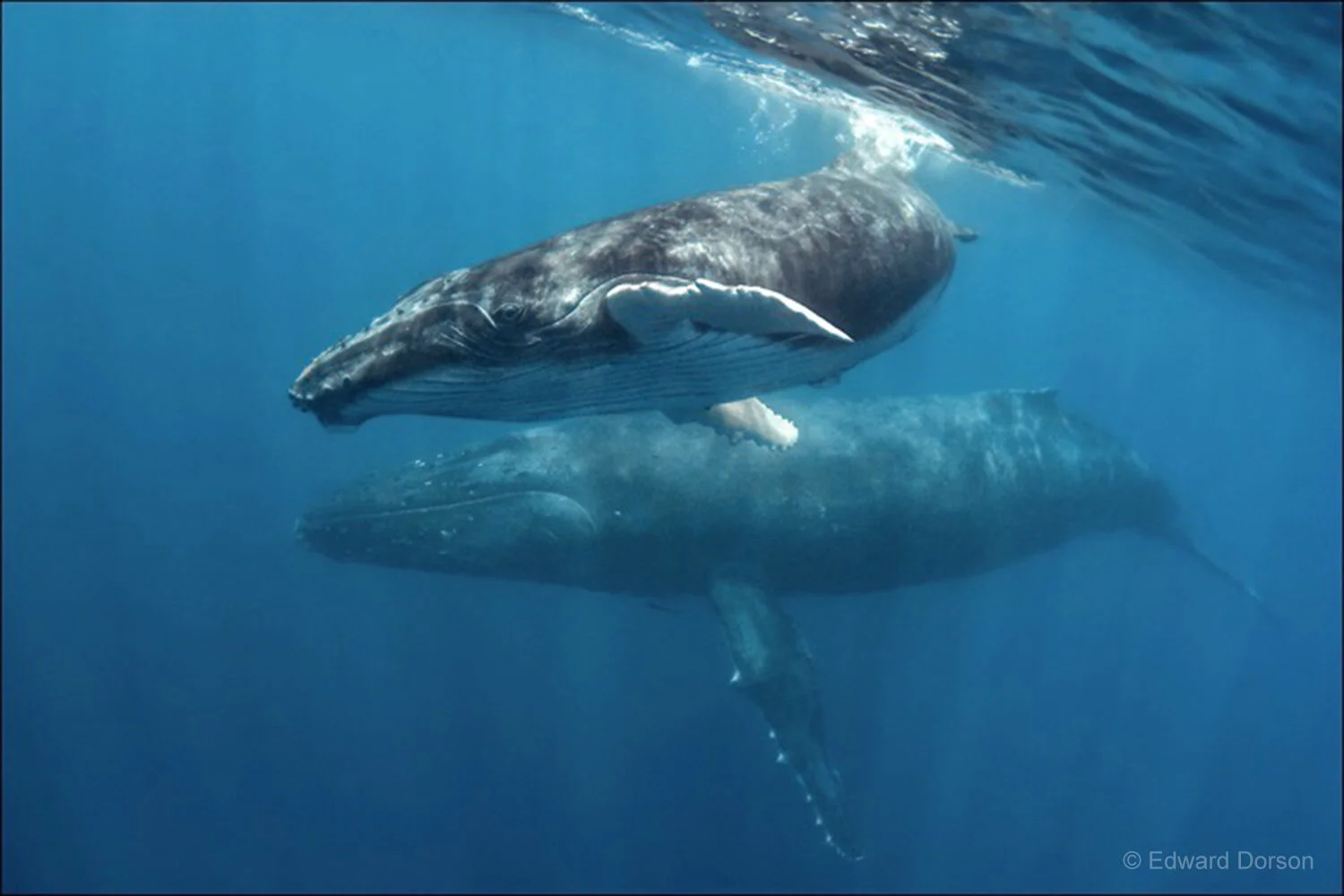 Exuberant Humpback Whale Calf and Mother, Tonga