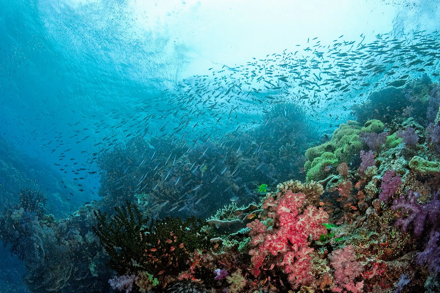 Misool Reefscape, Indonesia