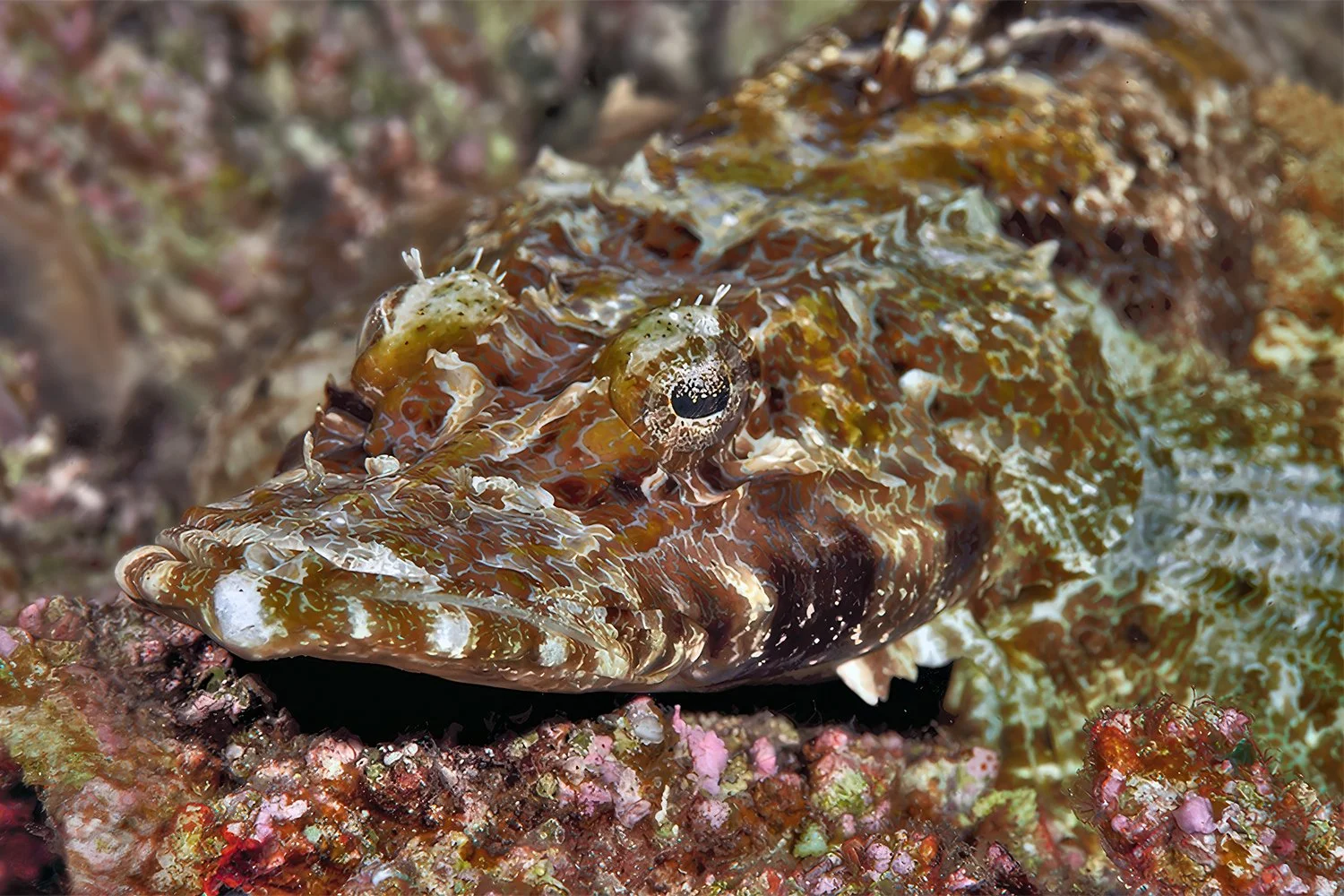 Flathead Crocodilefish, Sulawesi, Indonesia
