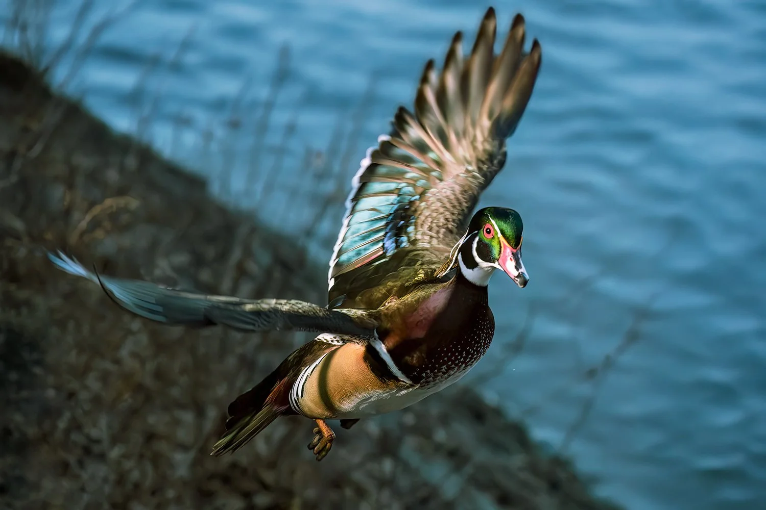 Wood Duck in Flight Over Central Park Reservoir
