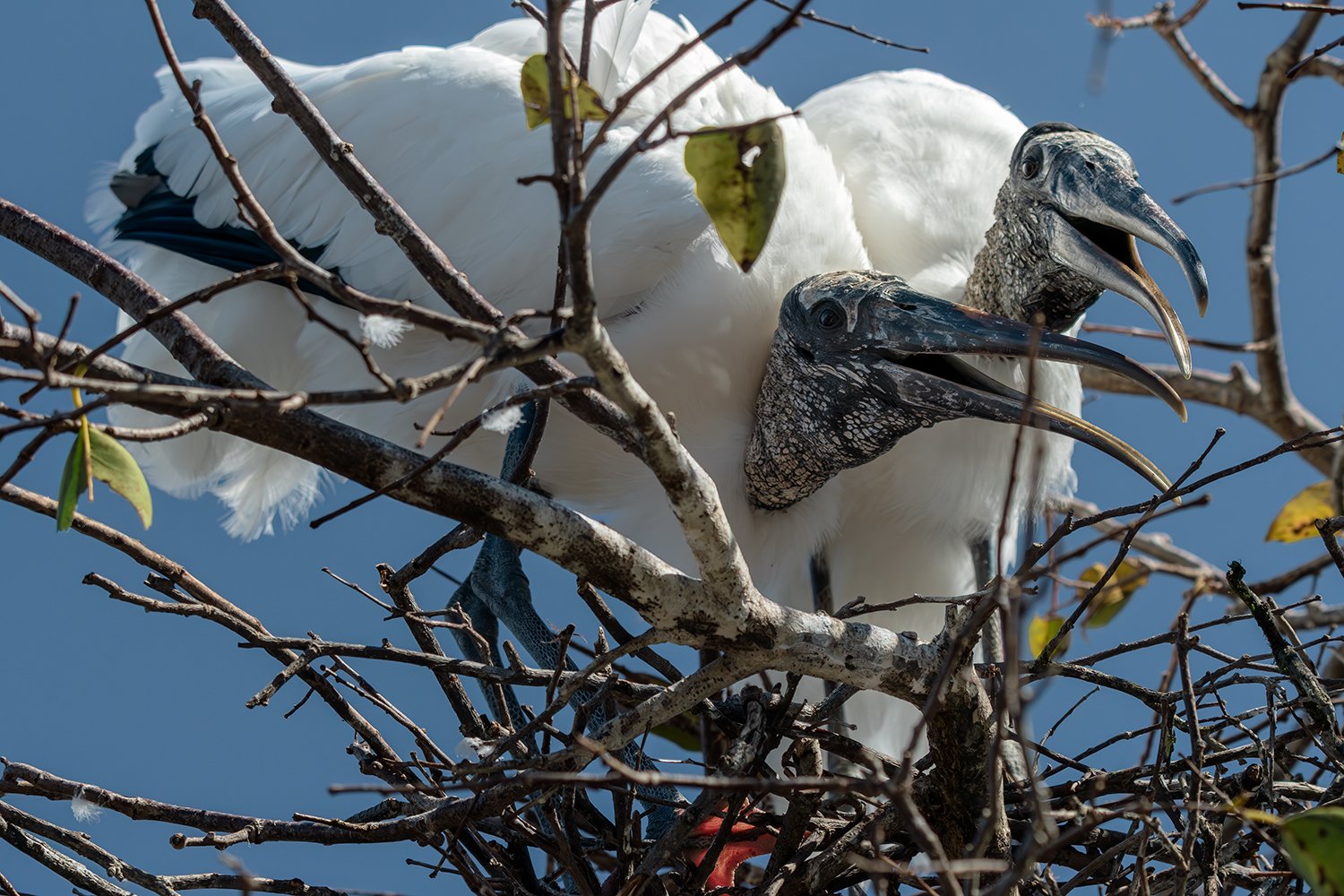 Wood Stork Pair, Wakodahatchee Wetlands, Florida