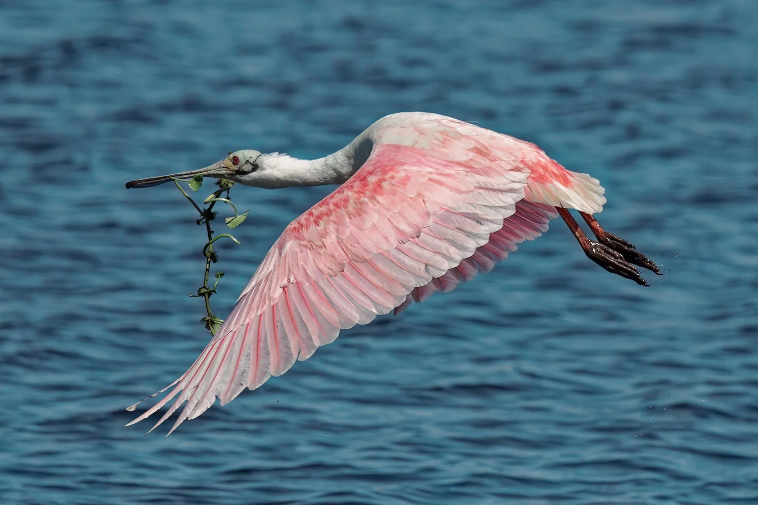 Roseate Spoonbill Gathering Nesting Material, Fellsmere, Florida
