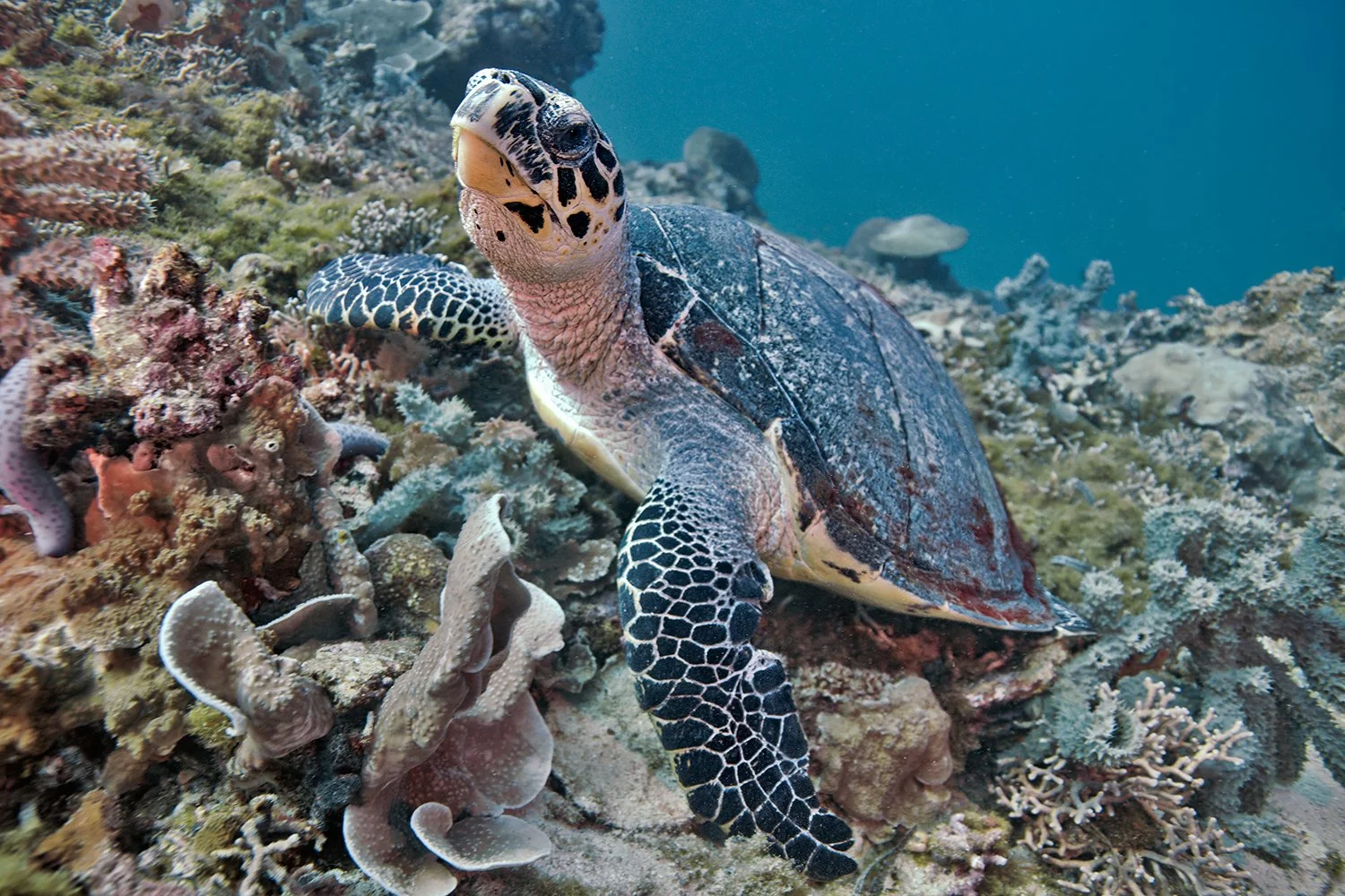 Hawksbill Sea Turtle, Maldives
