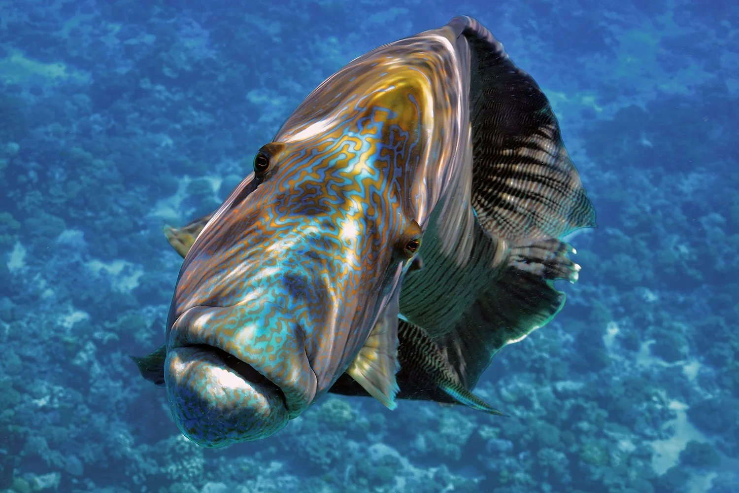 Napoleon Wrasse, Fakarava, French Polynesia
