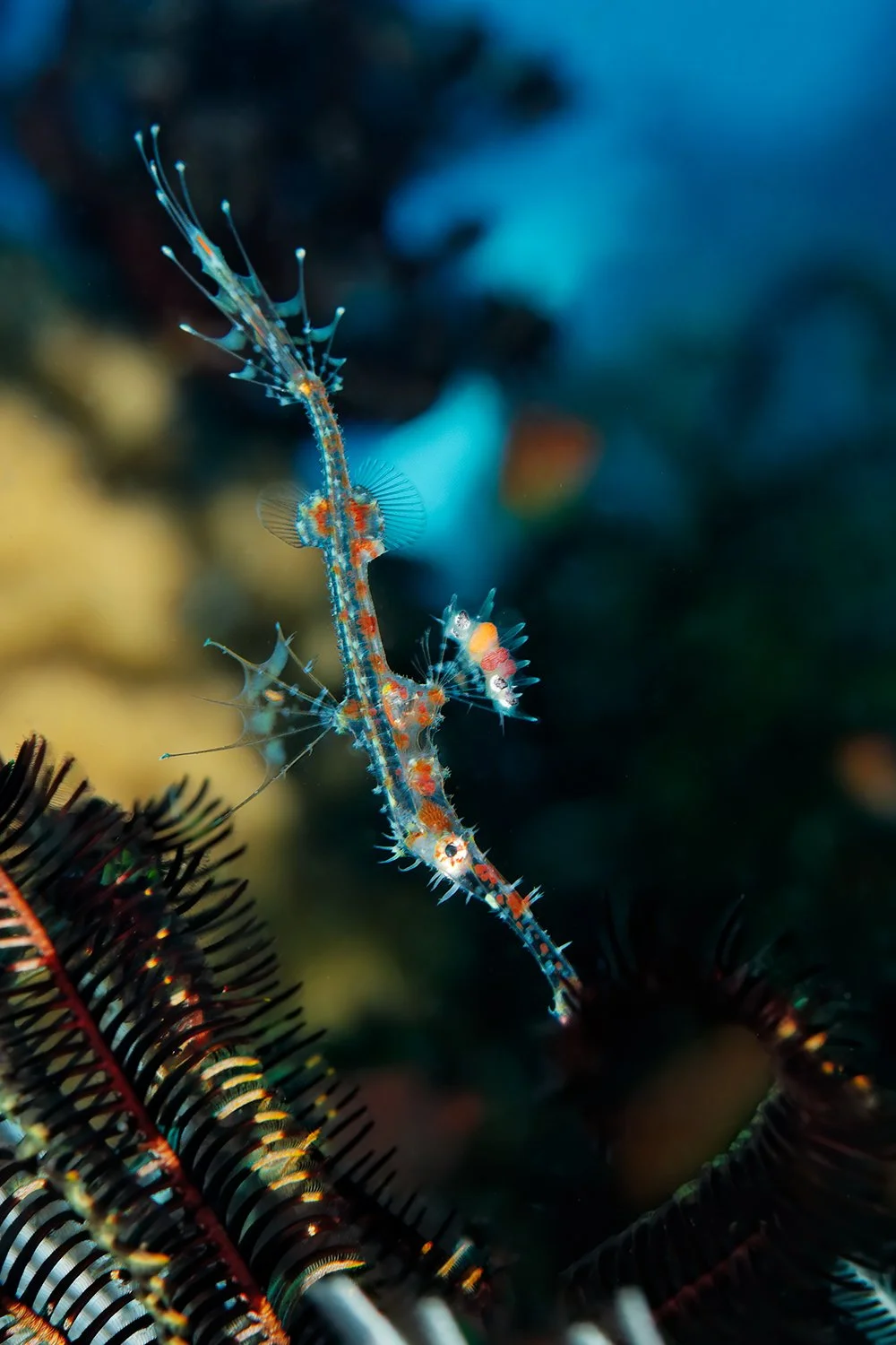 Ornate Ghost Pipefish, Solomon Islands