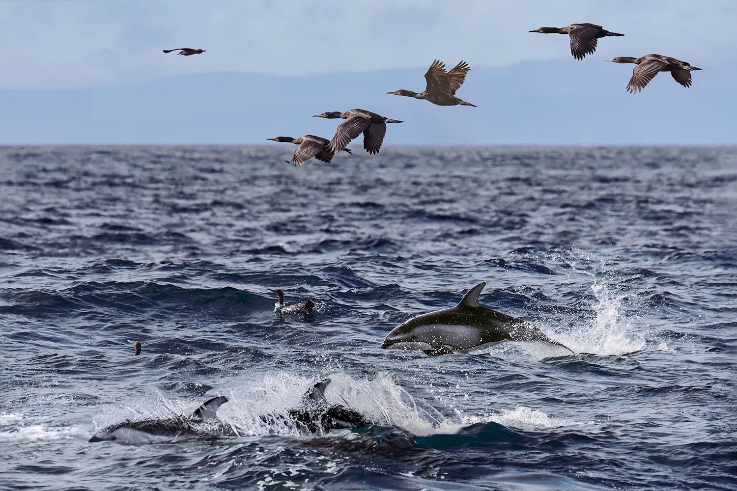 Pacific White-sided Dolphins and Cormorants, Moss Landing, California