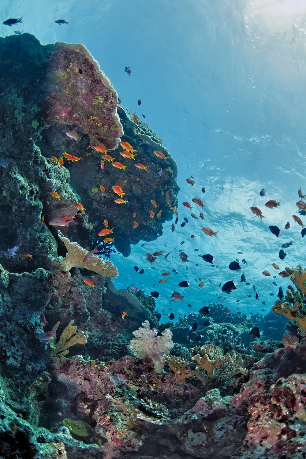 Coral Bommie, Namena, Fiji