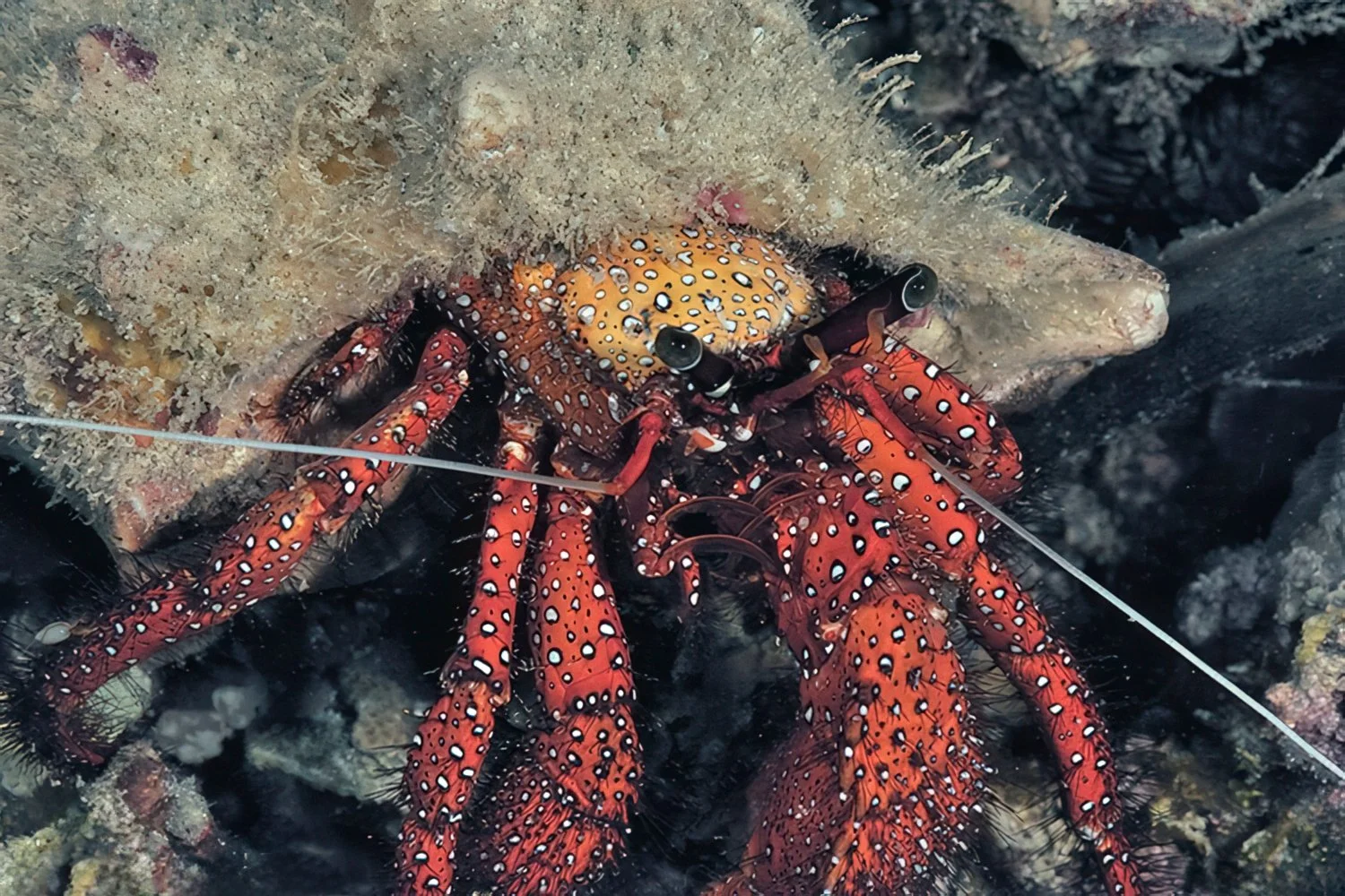 White-spotted Hermit Crab, Ternate, Indonesia