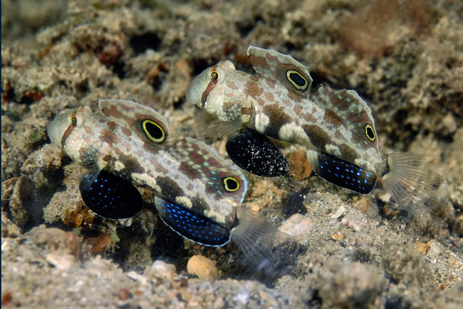 Signal Gobies, Lembeh Strait, Indonesia