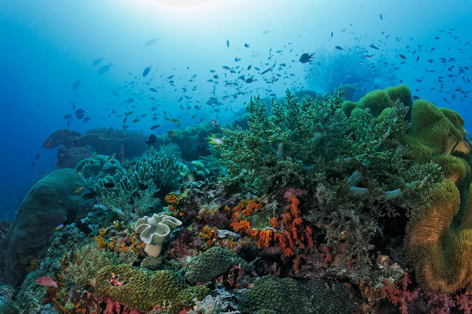 Misool Reefscape, Raja Ampat, Indonesia