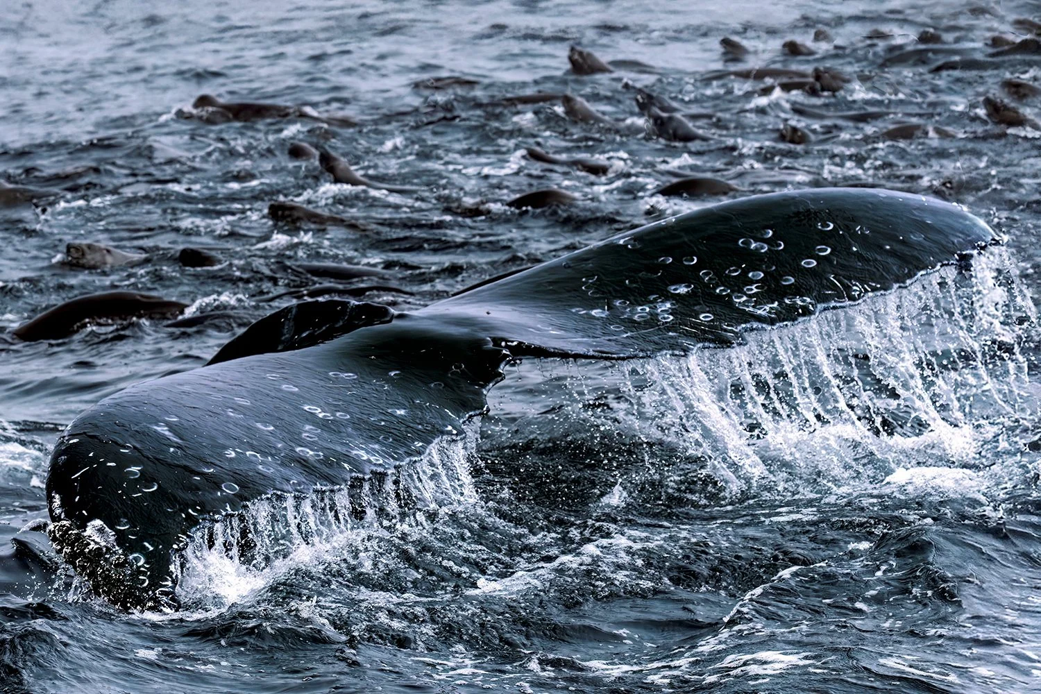Whale Diving Among Sea Lions, Monterey Bay, California