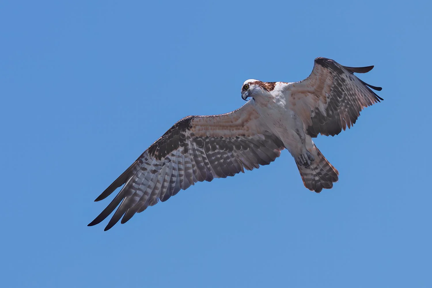 Osprey Spotting Prey