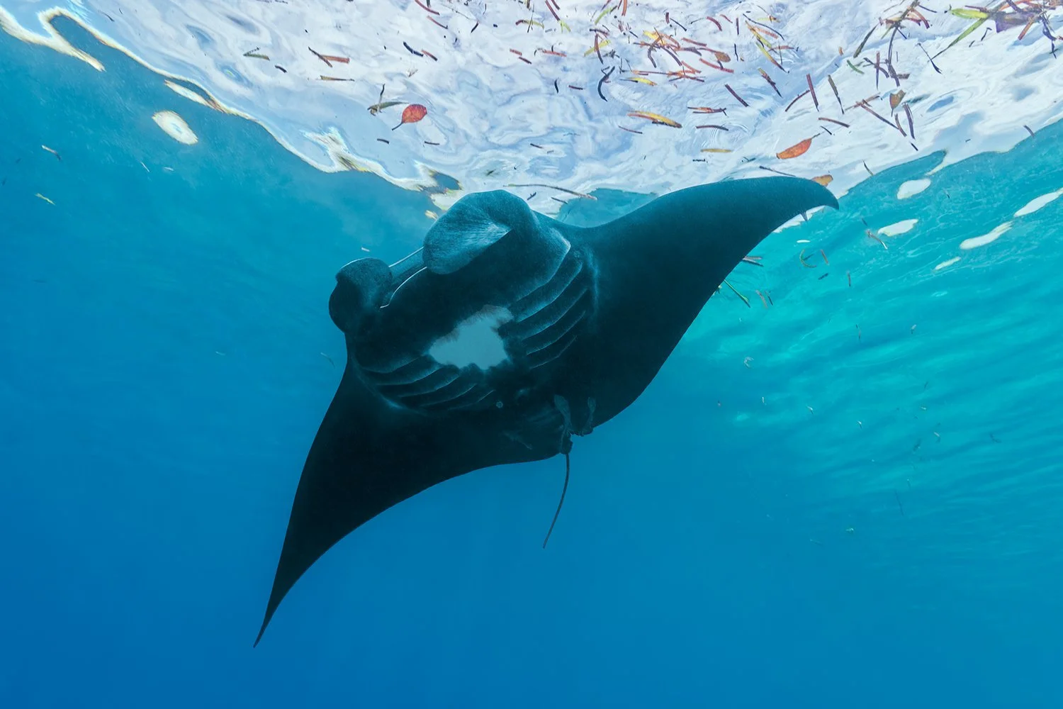 Melanistic Manta Ray, Halmahera, Indonesia