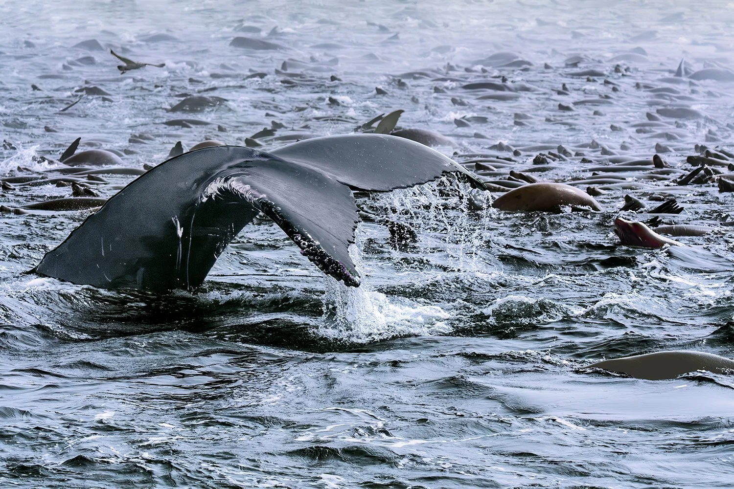 Diving Humpback Whale and Sea Lions, Monterey Bay, California