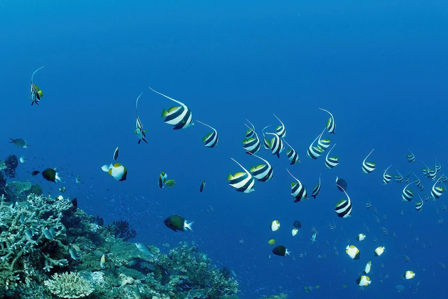 Bannerfish Seascape, Savusavu, Fiji