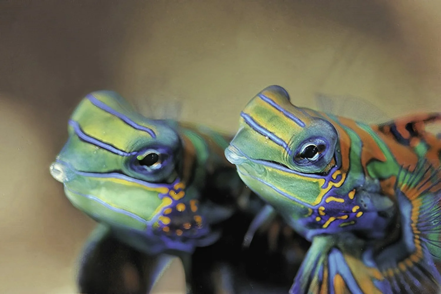 Mandarinfish Pair, Gangga, Indonesia