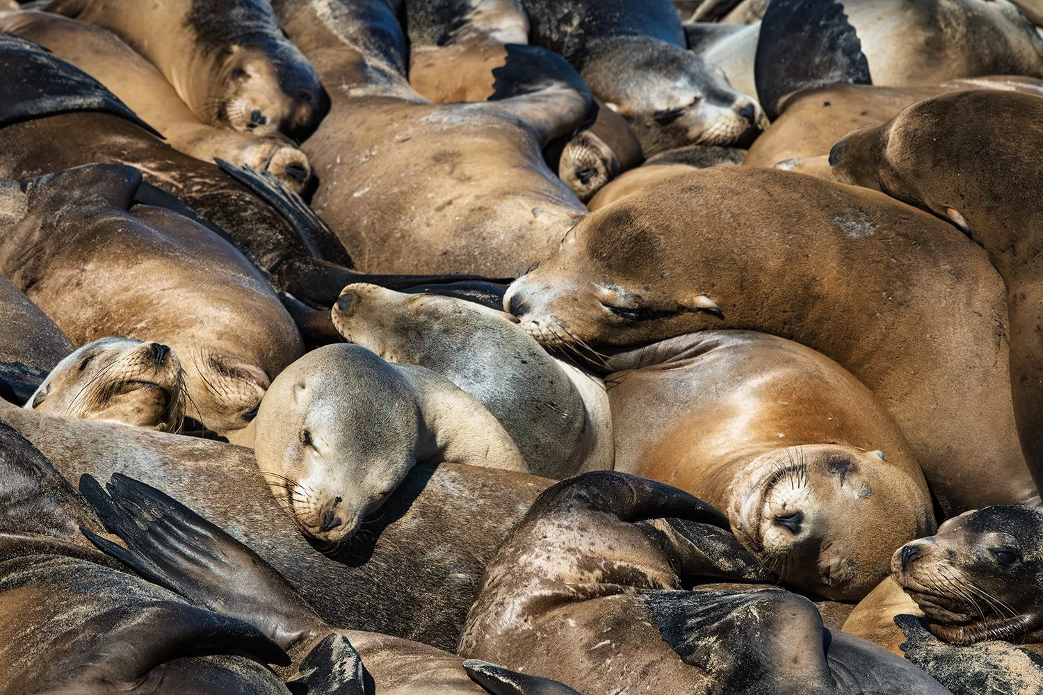 Basking Sea Lion Colony, Monterey, California