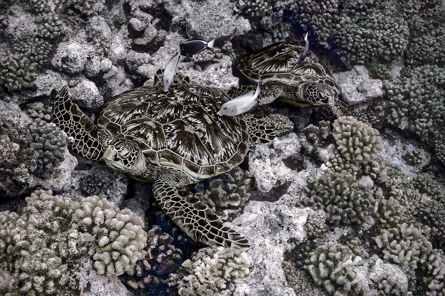 Green Sea Turtles Being Cleaned by Surgeonfish, French Polynesia
