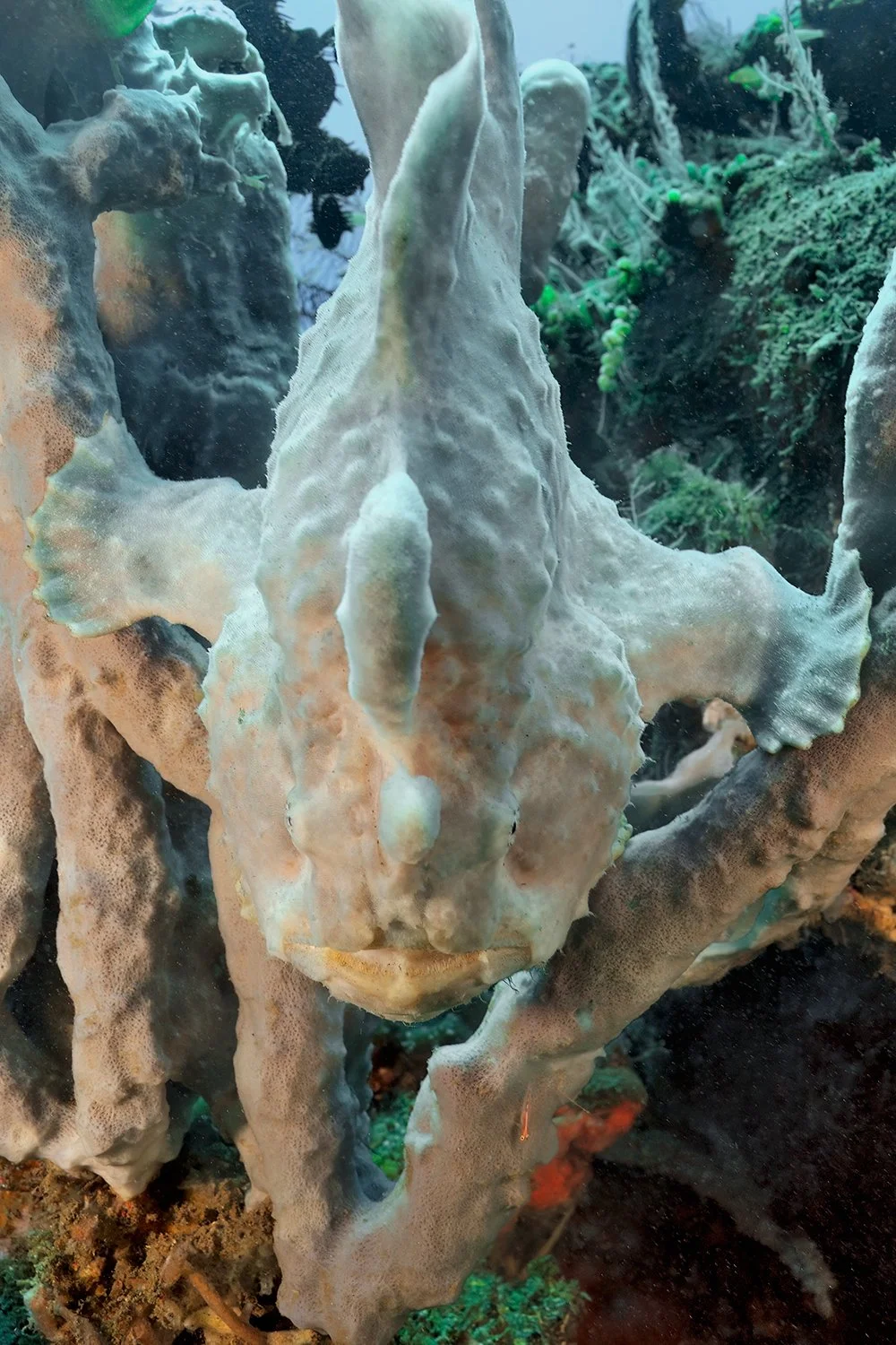 Giant Frogfish, Bali, Indonesia