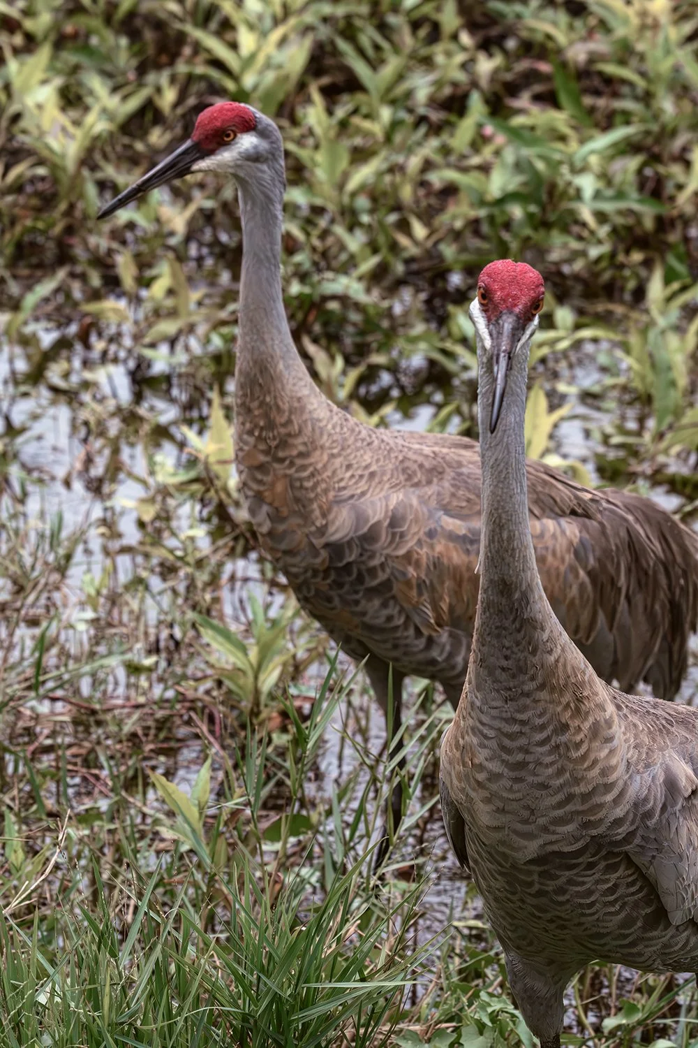 Sandhill Crane Pair, Peaceful Waters Sanctuary, Wellington, Florida