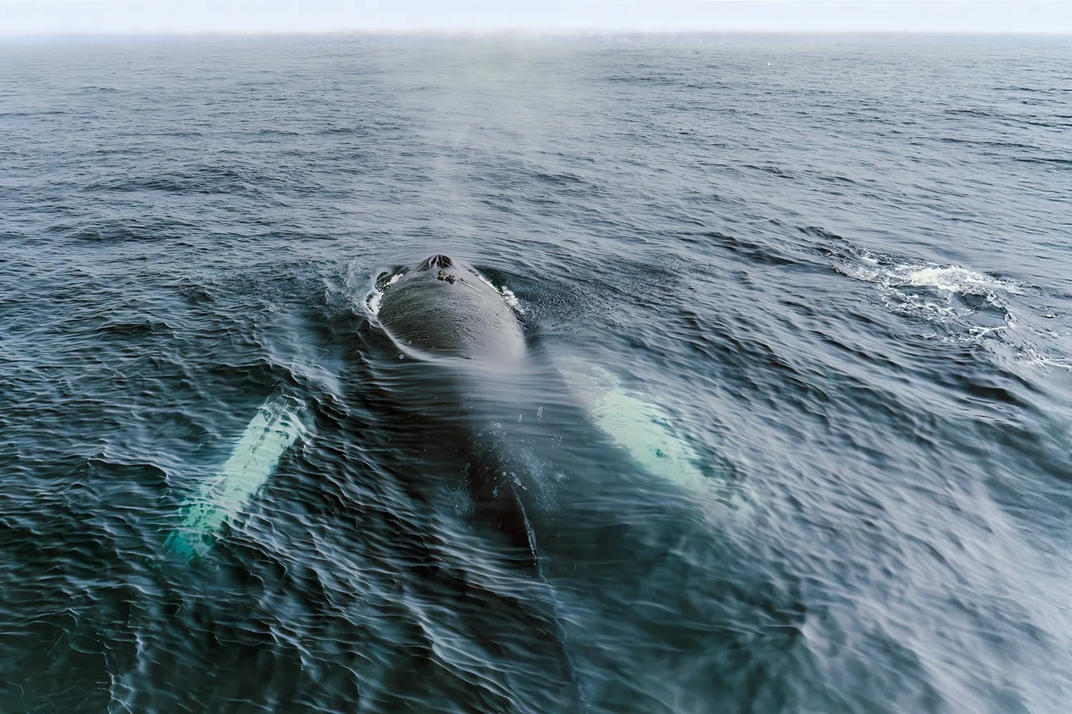 Humpback Whale with White Pectoral Fins
