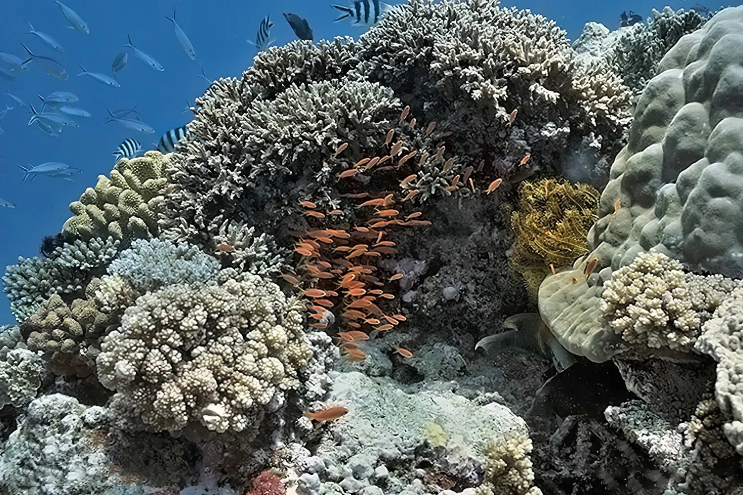 Hard Coral Reefscape, Solomon Islands