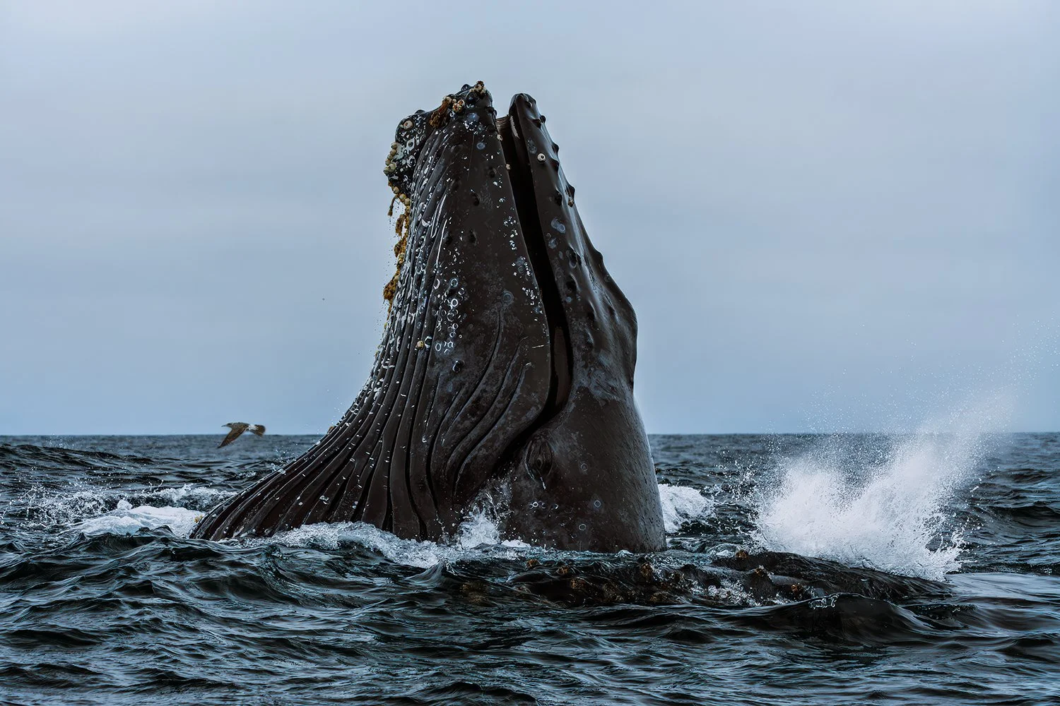 Spyhopping Humpback Whale, Moss Landing, California